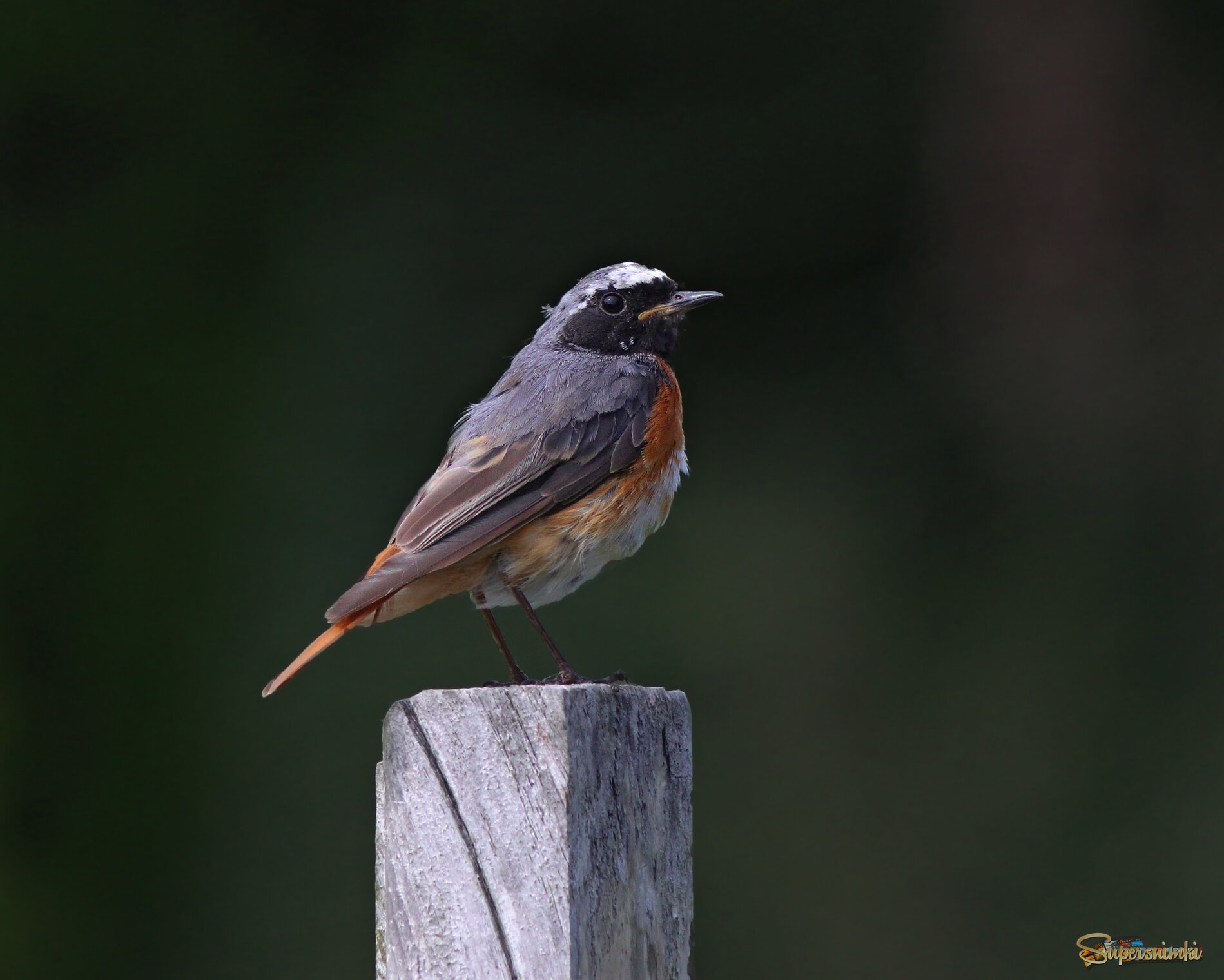 Юный горихвостик