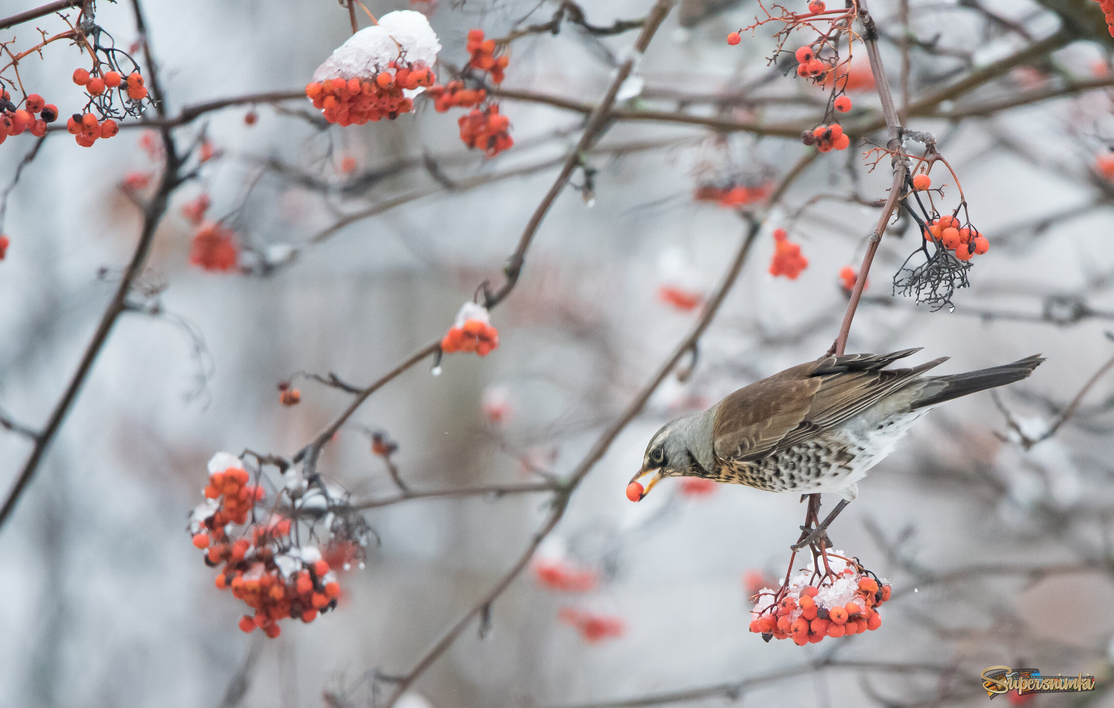 Рябина сладкая.
