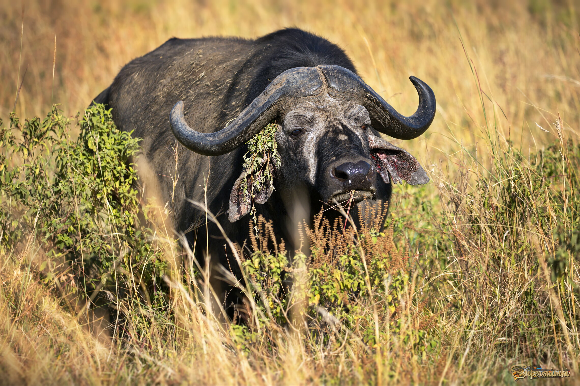 Замаскировался