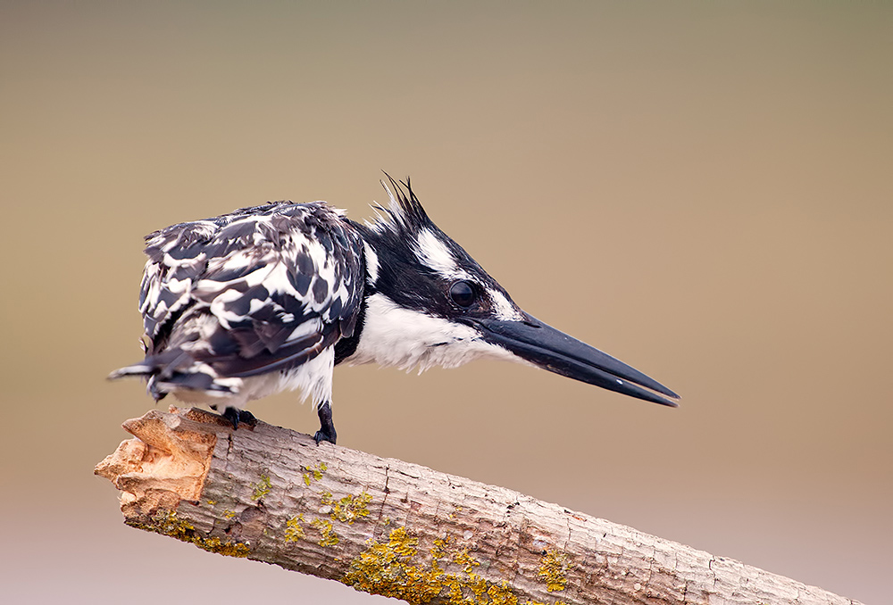 Малый пегий зимородок -Pied Kingfisher 