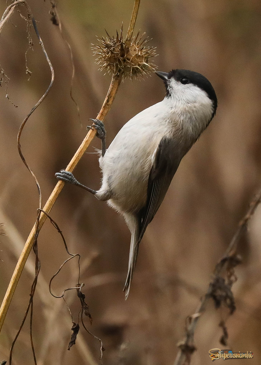 Вся в трудах праведных