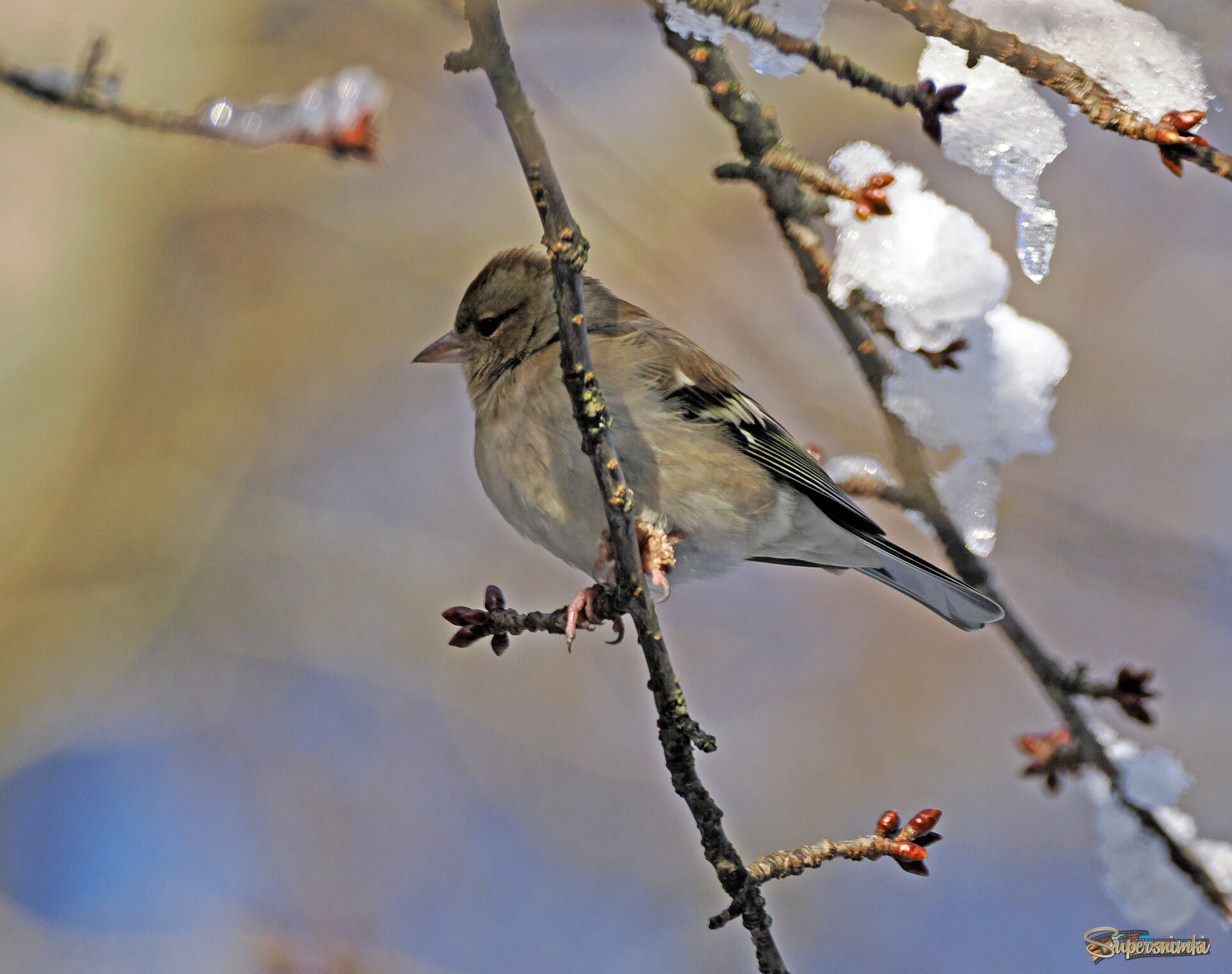 Самка зяблика.