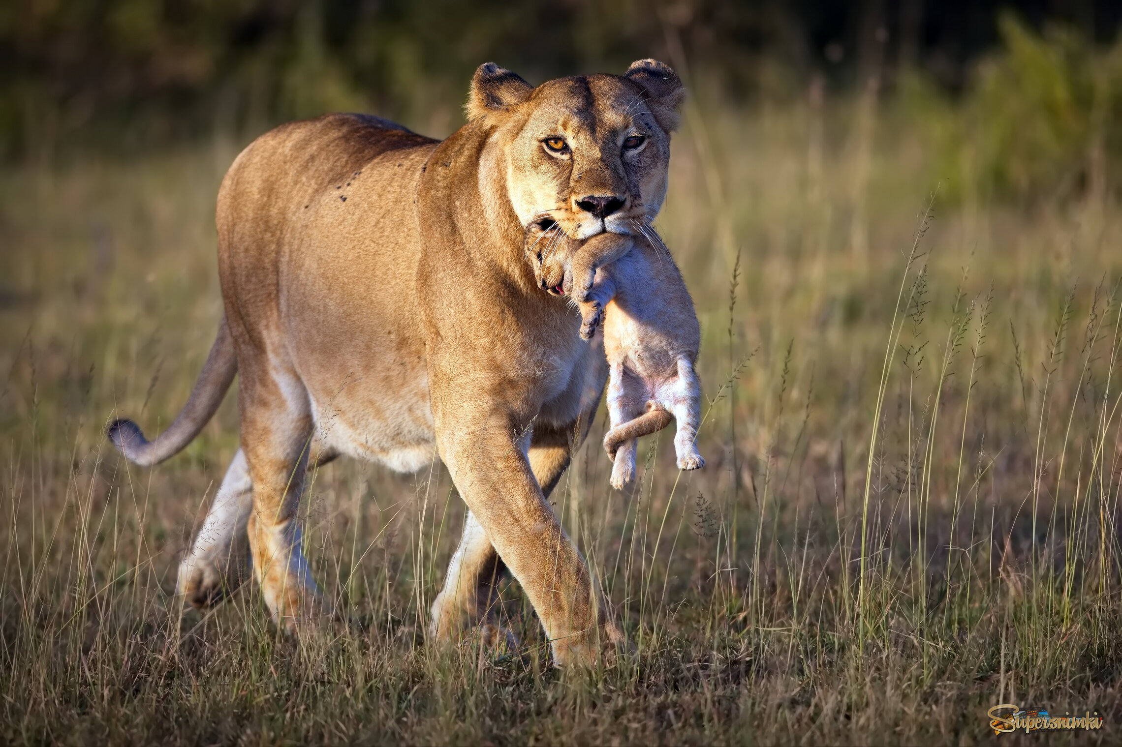 Драгоценная ноша