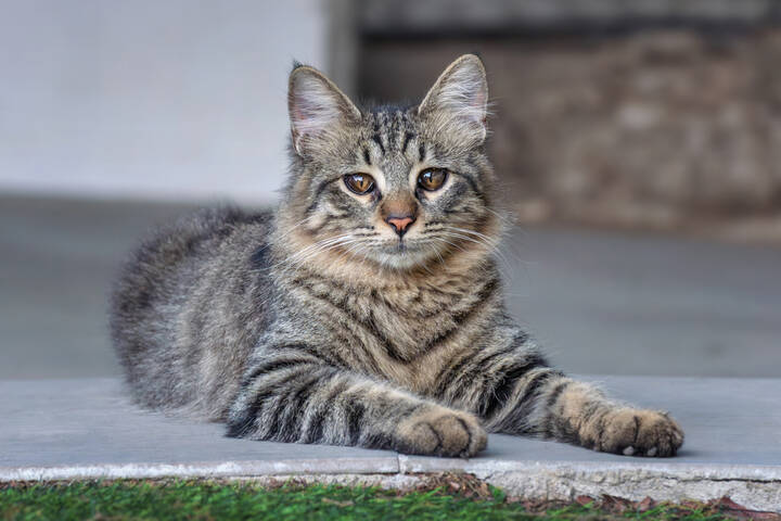 Кареглазый