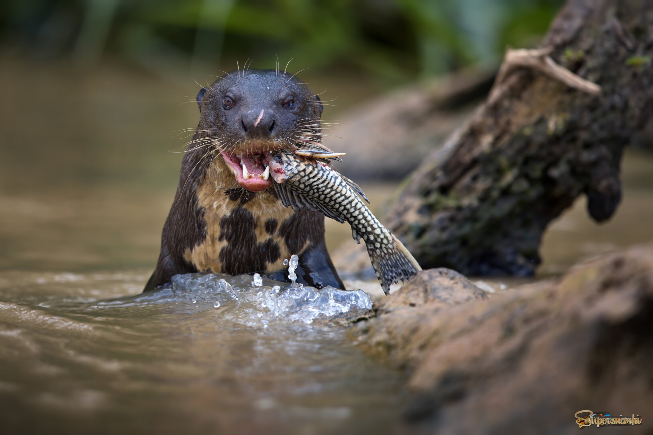 Славный закусон