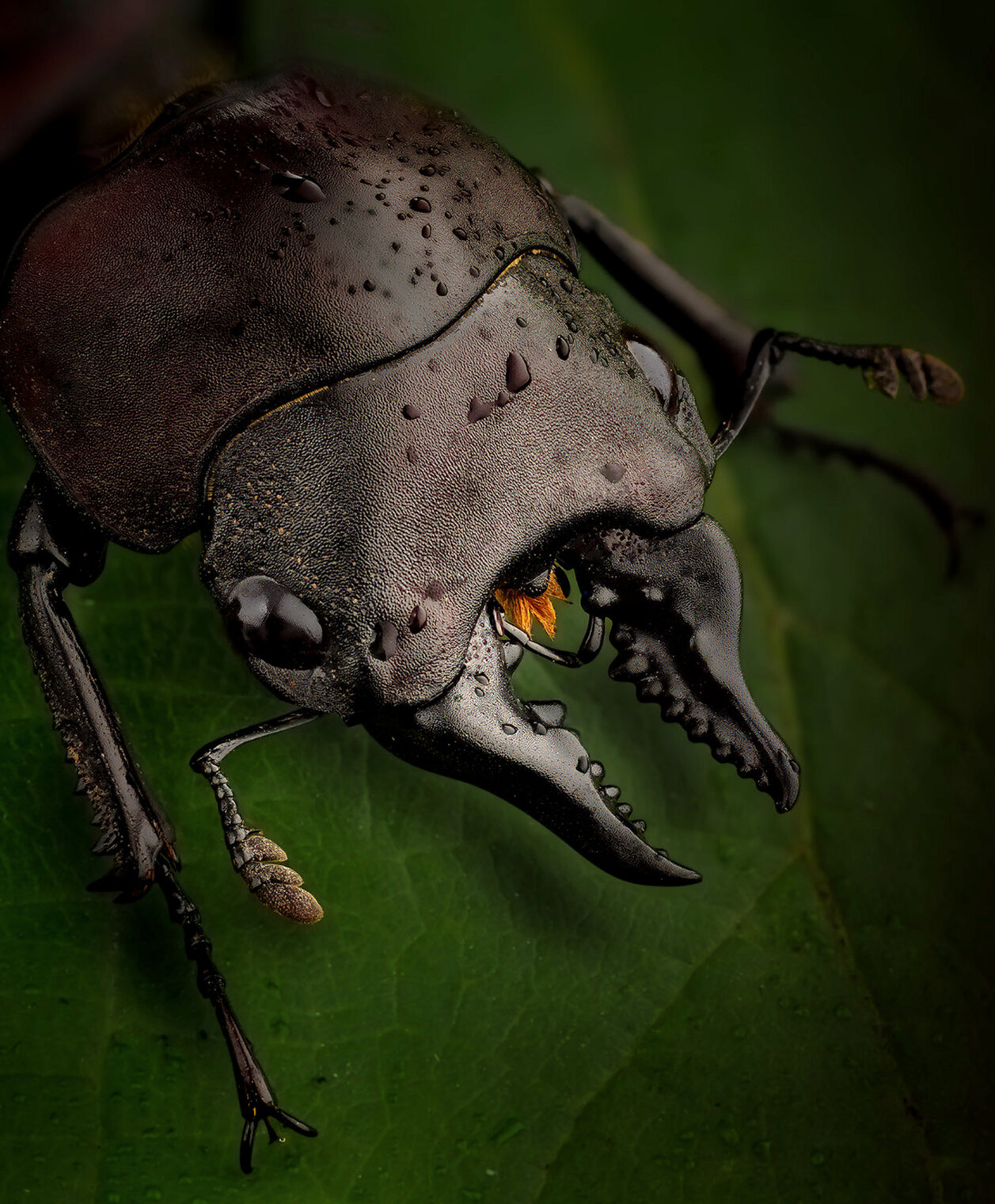 Prosopocoilus natalensis