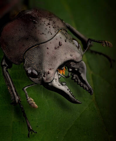 Prosopocoilus natalensis