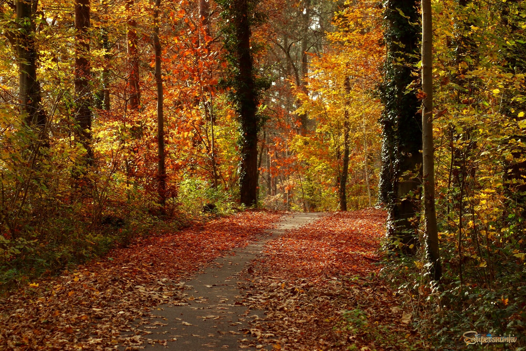 Краски осеннего леса