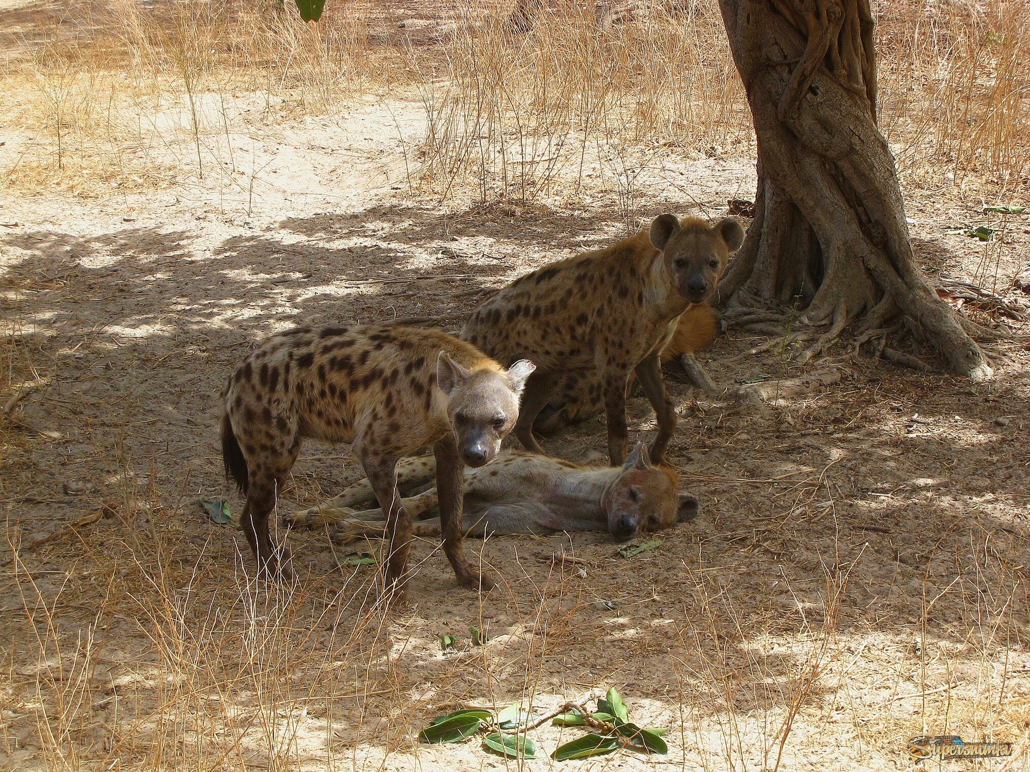 Пятнистые гиены, Гамбия.
