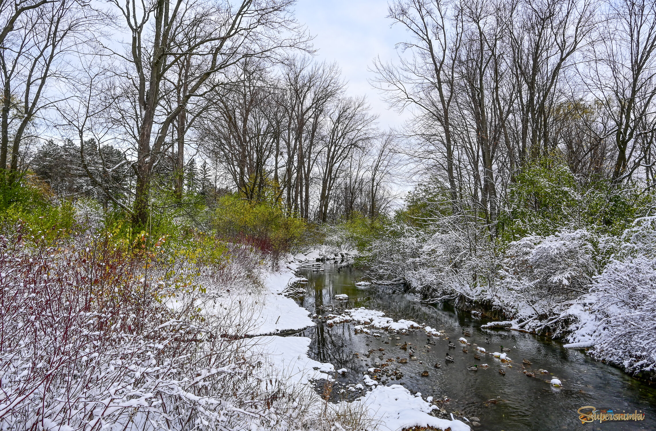 Уточки плавучие