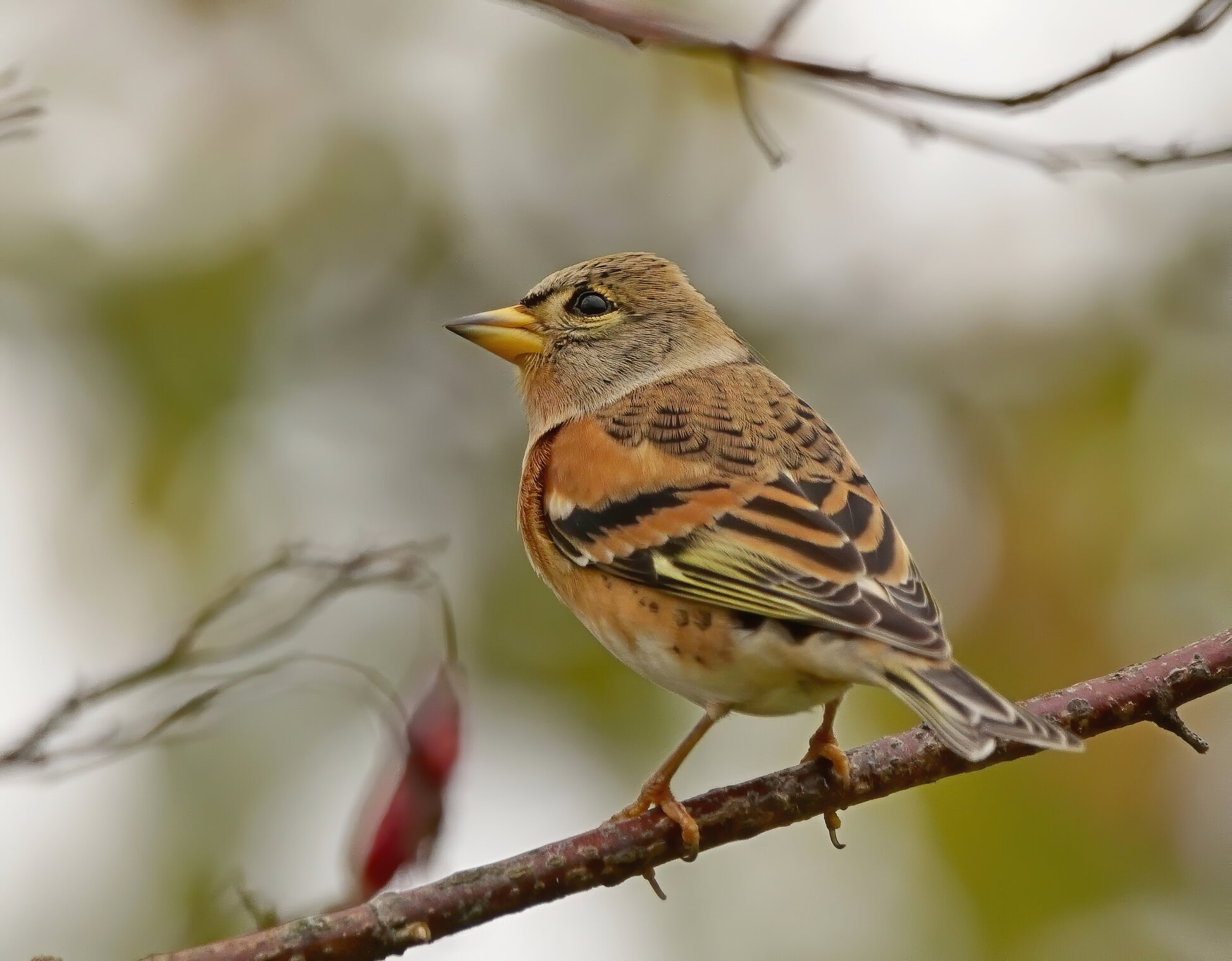 Юрок (Fringilla montifringilla)