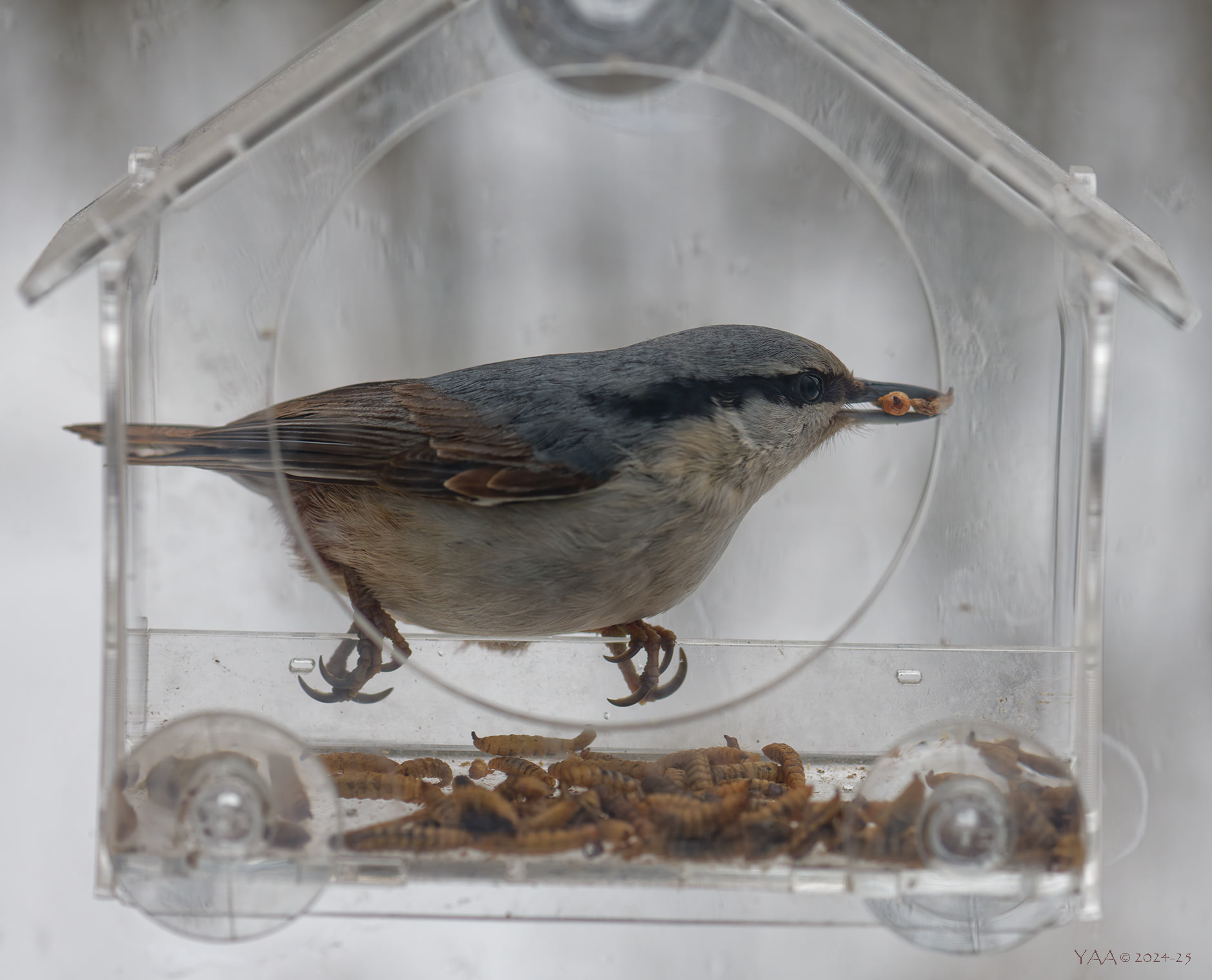 Ноябрь, вопросы питания.. И выживания..