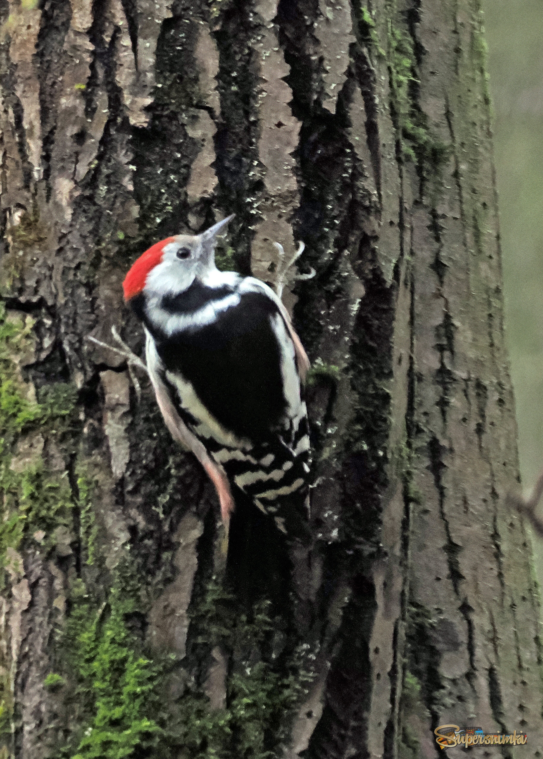 Средний пёстрый дятел.