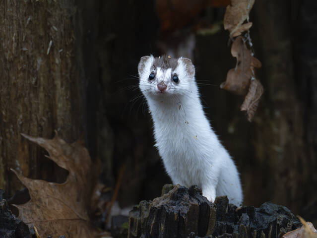 Новая шубка