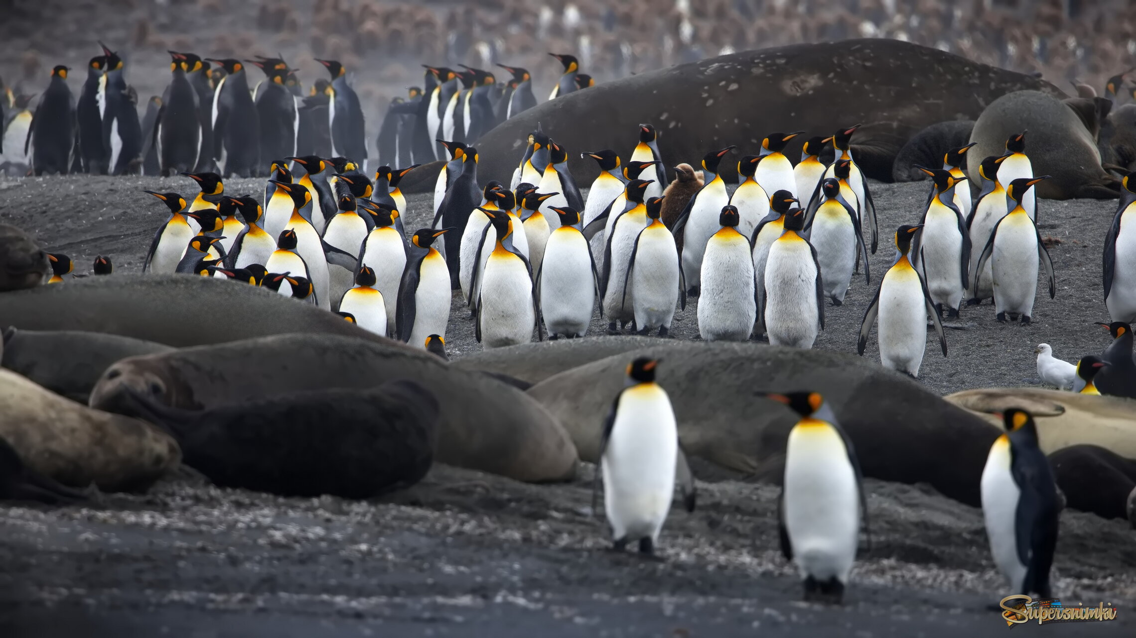 Добрососедство