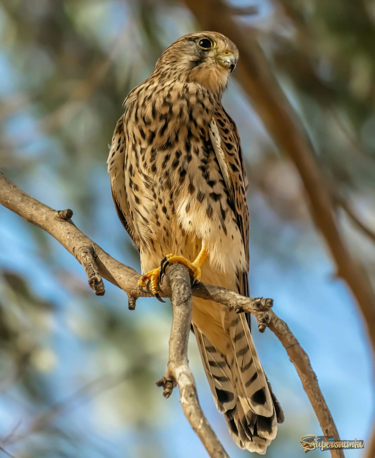 Девица-красавица