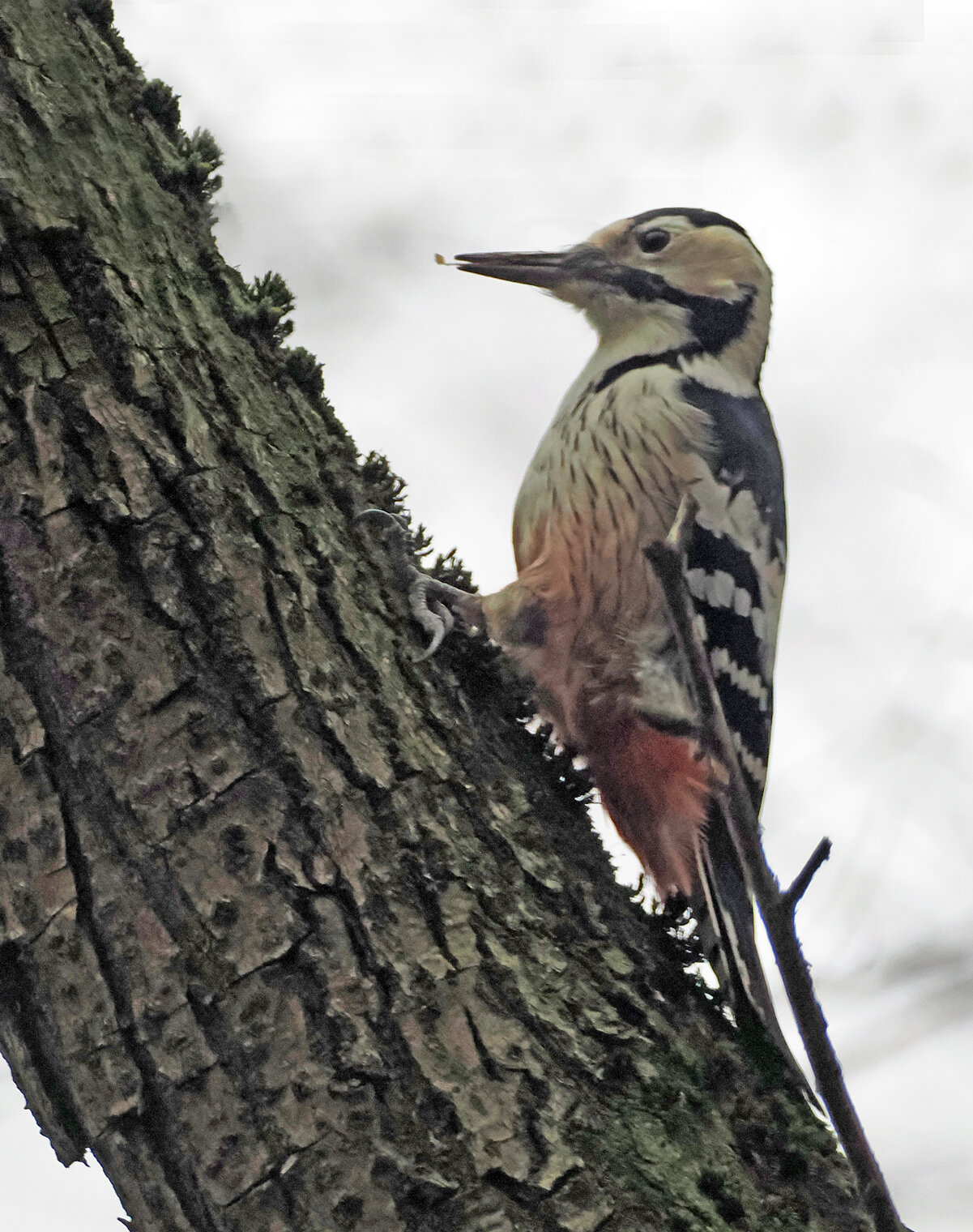 Белоспинный дятел.