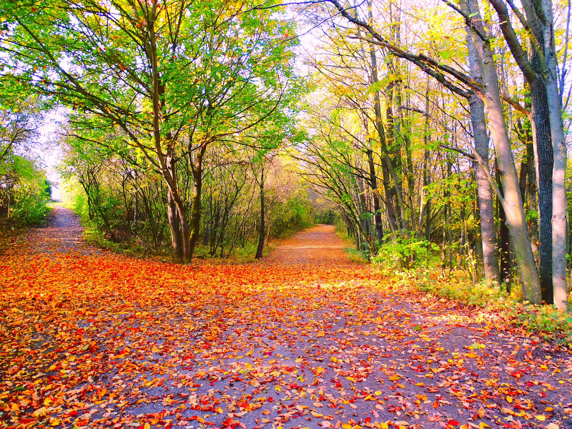 Опавшая листва.