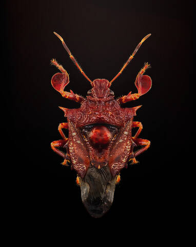 Cazira horvathi