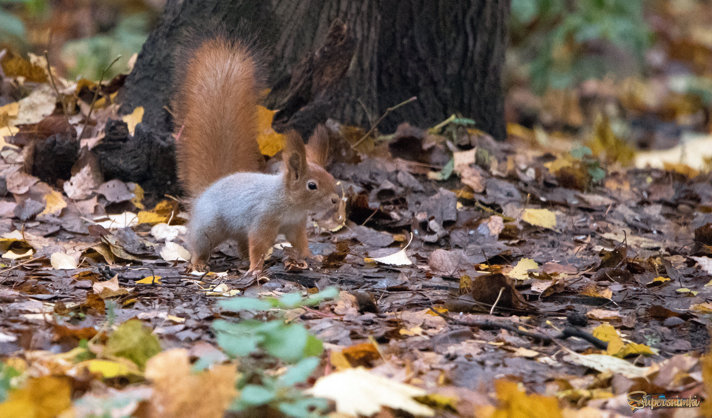 В зимней шубке.