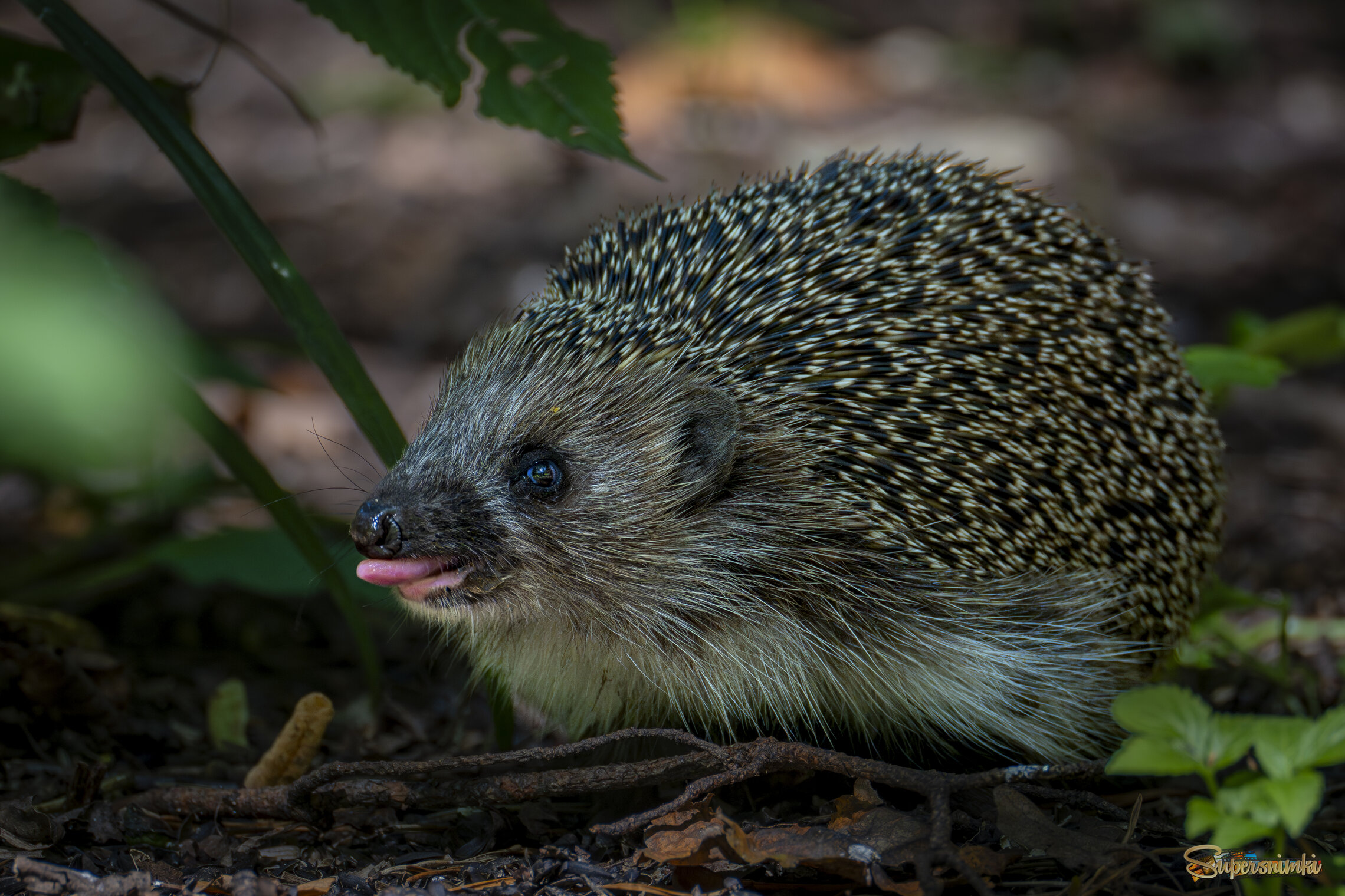 Дразниться каждый может