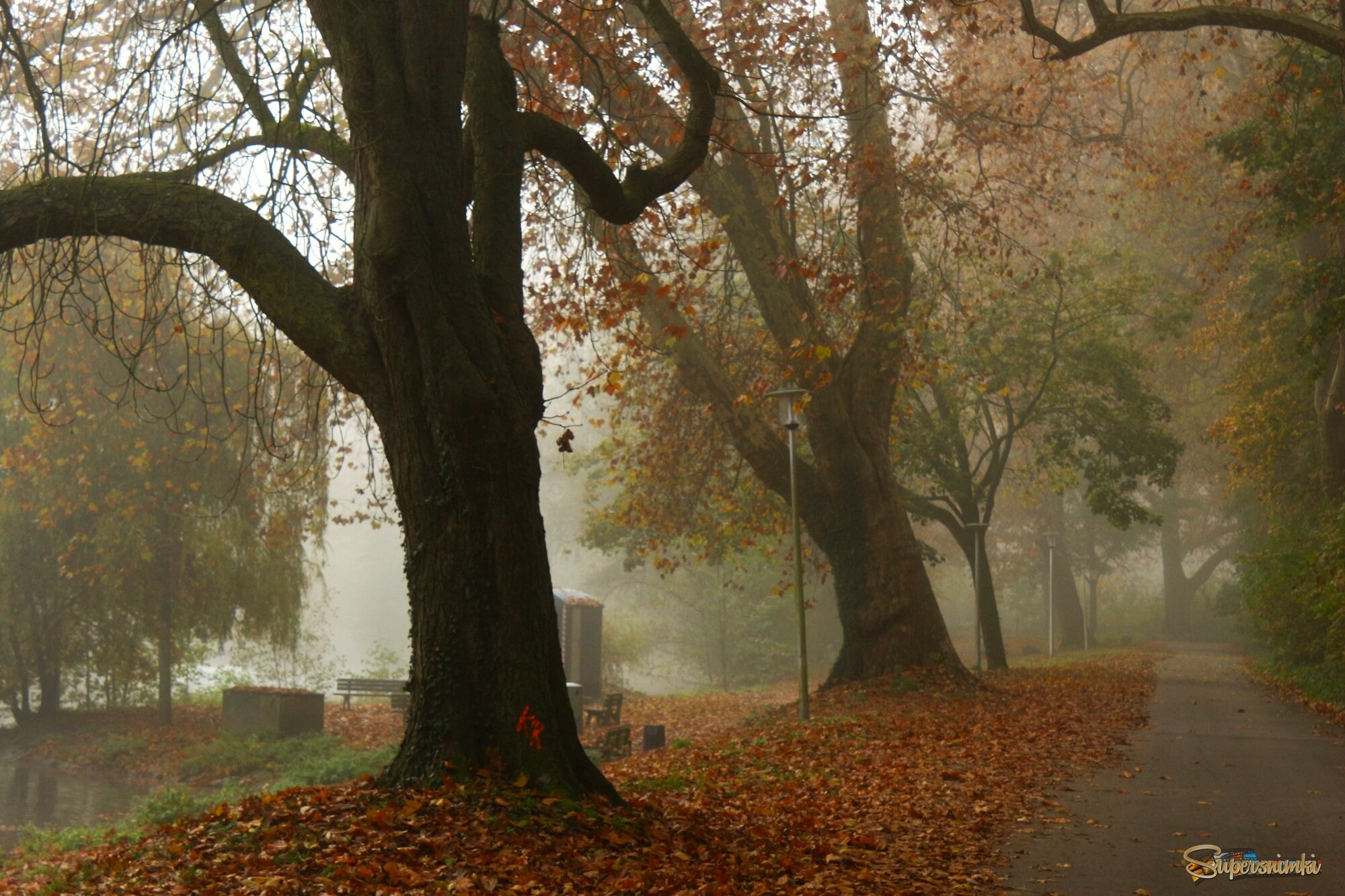 Туманный парк