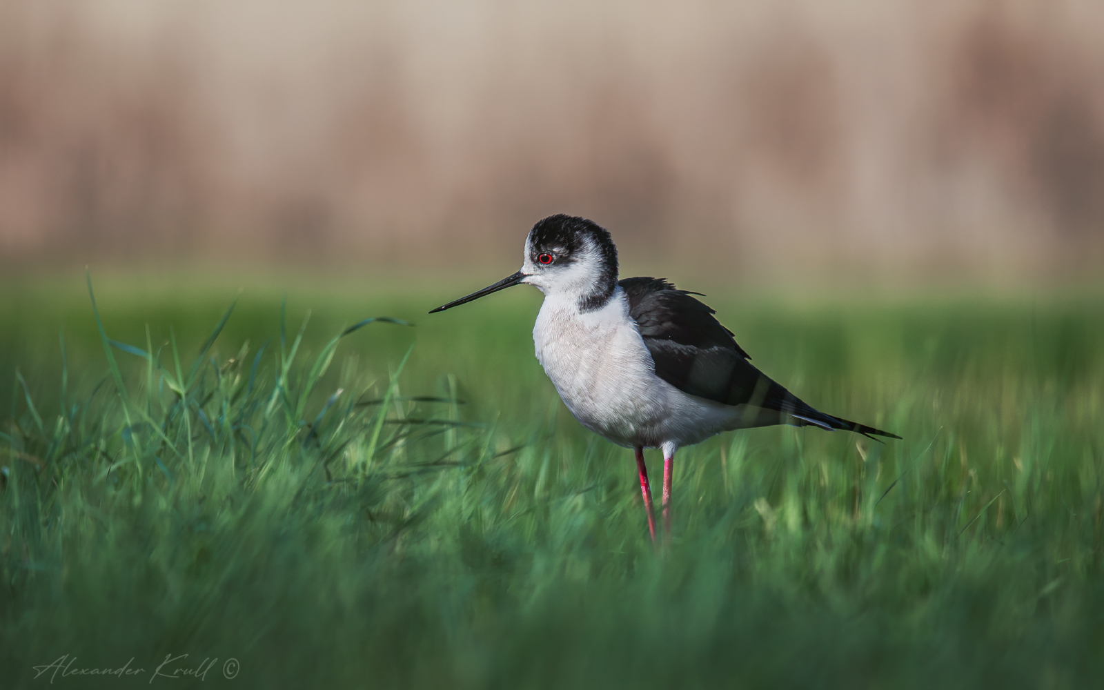 Задумчивый