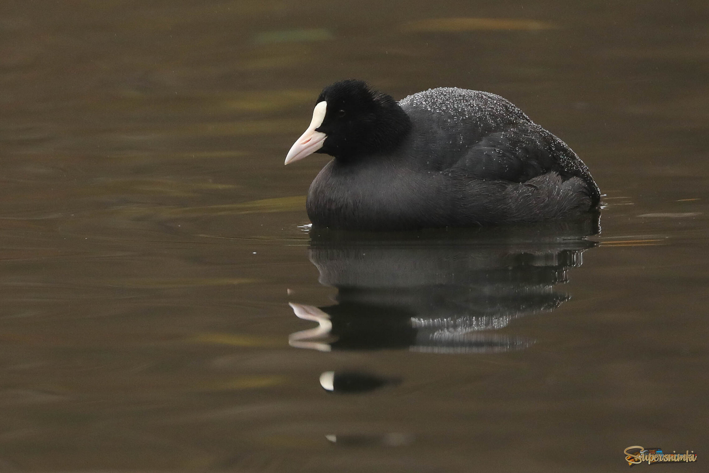Подмороженная
