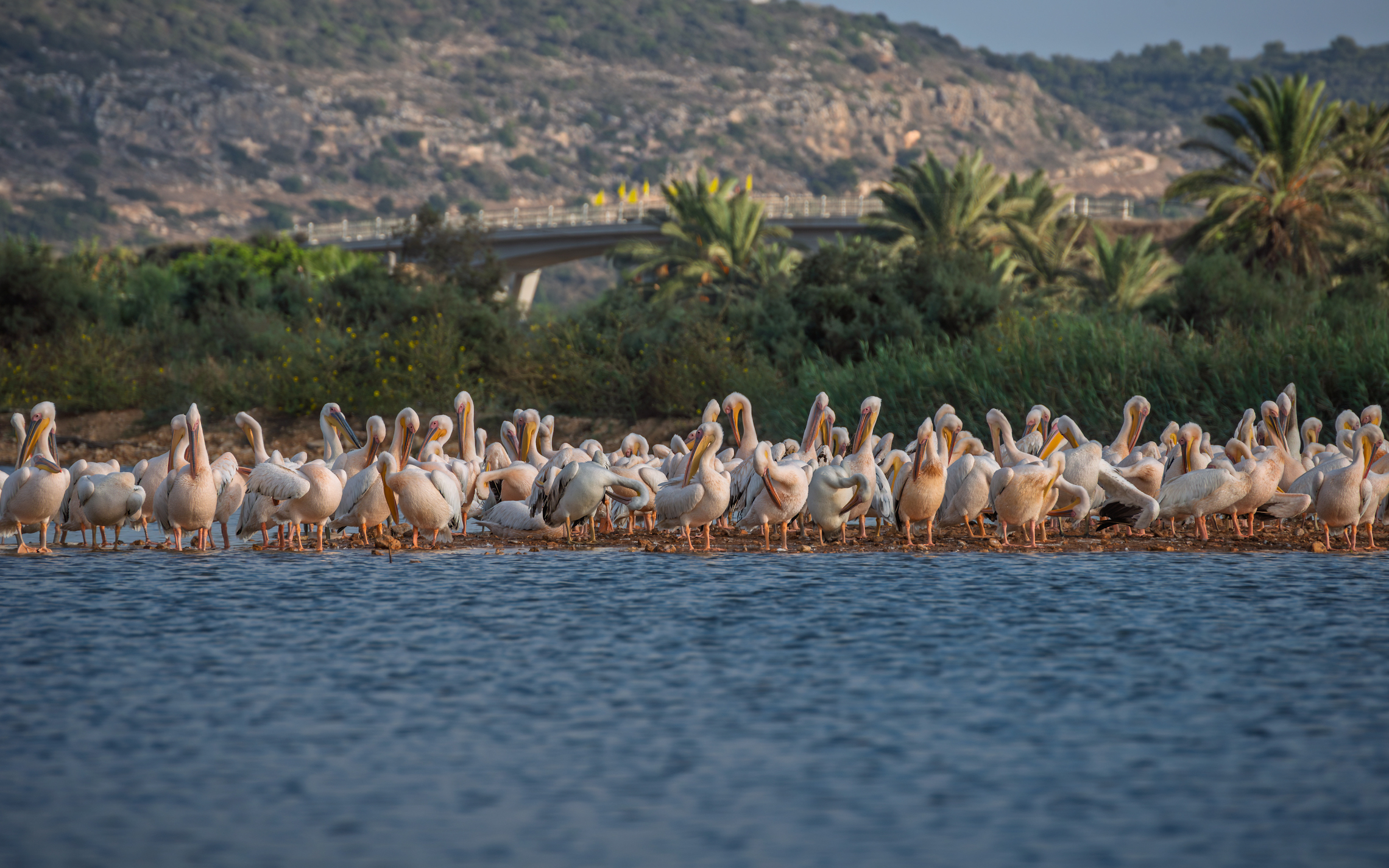 Птичий остров