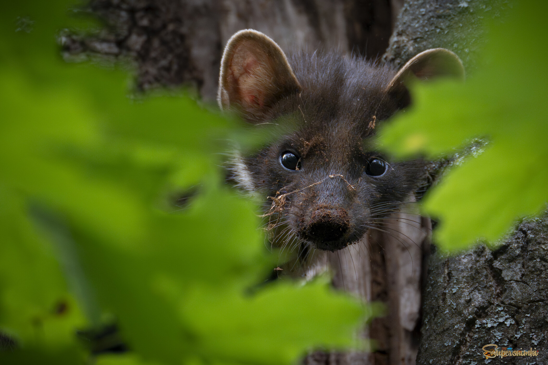 Хитрая бестия