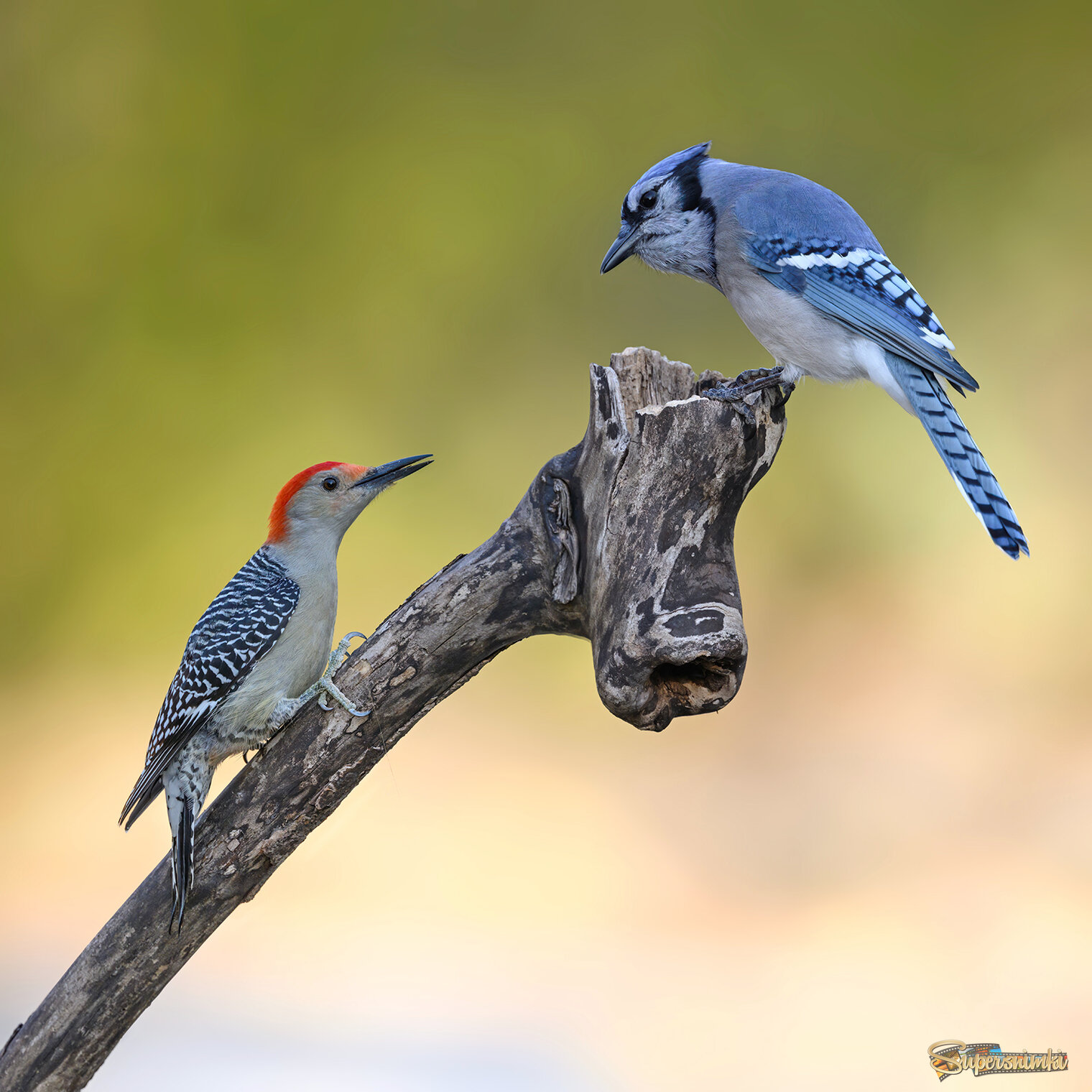Red-bellied woodpecker vs. Blue Jay