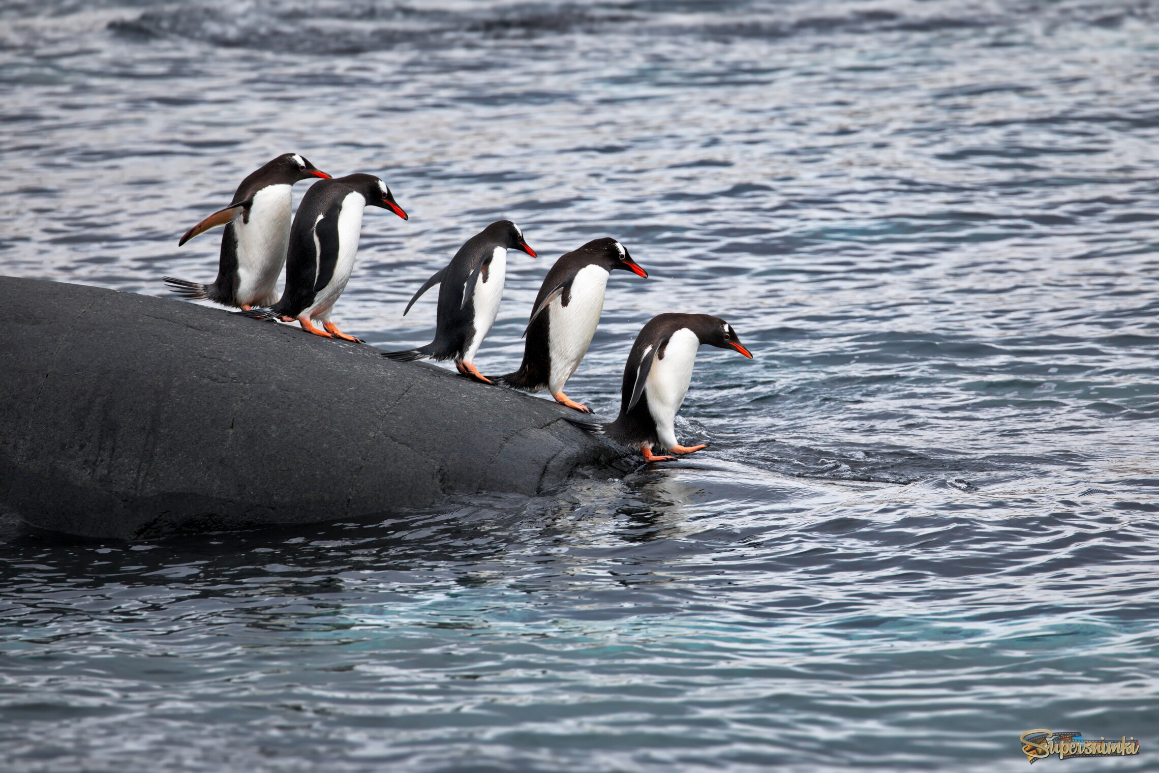 Только смелым покоряются моря...