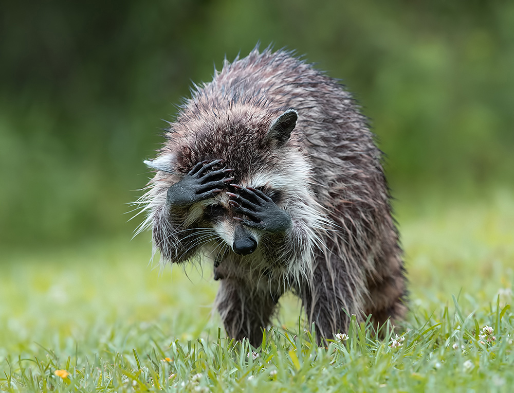 Енот-полоскун -Raccoon