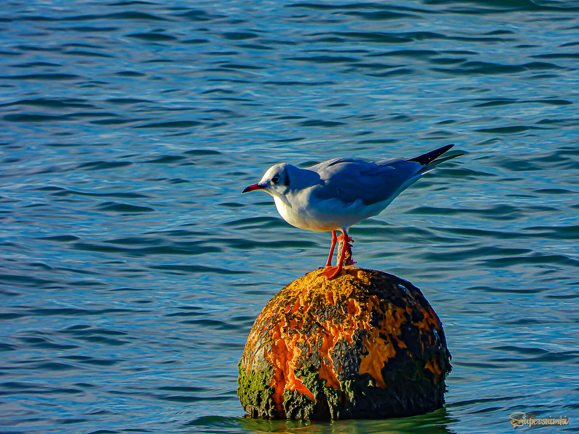 Мне сверху видно всё