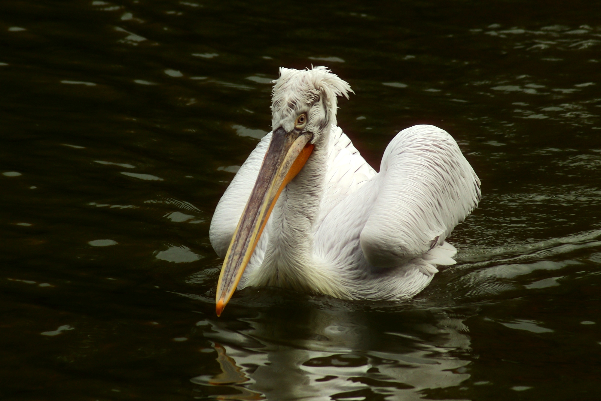 Грустный пеликан