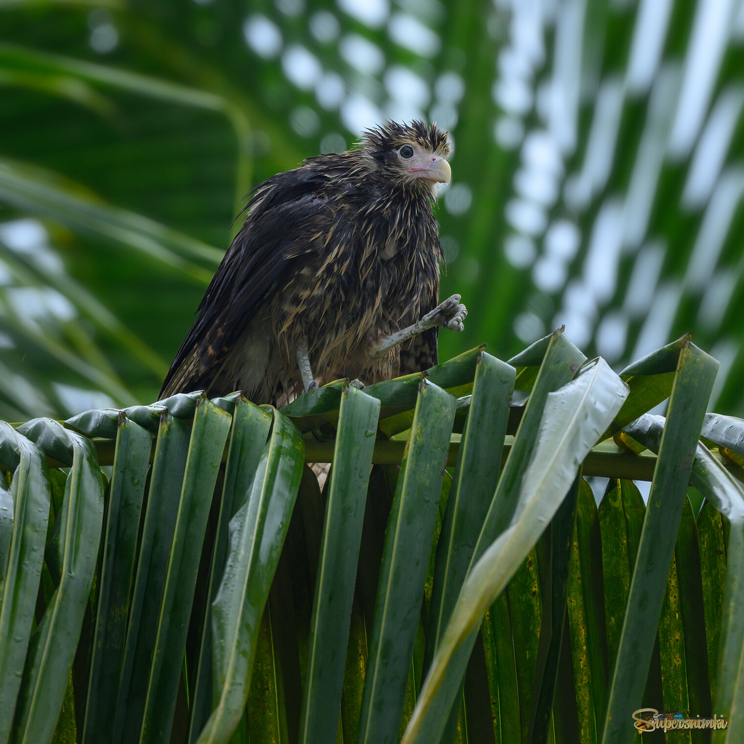 Yellow-headed caracara (immature)