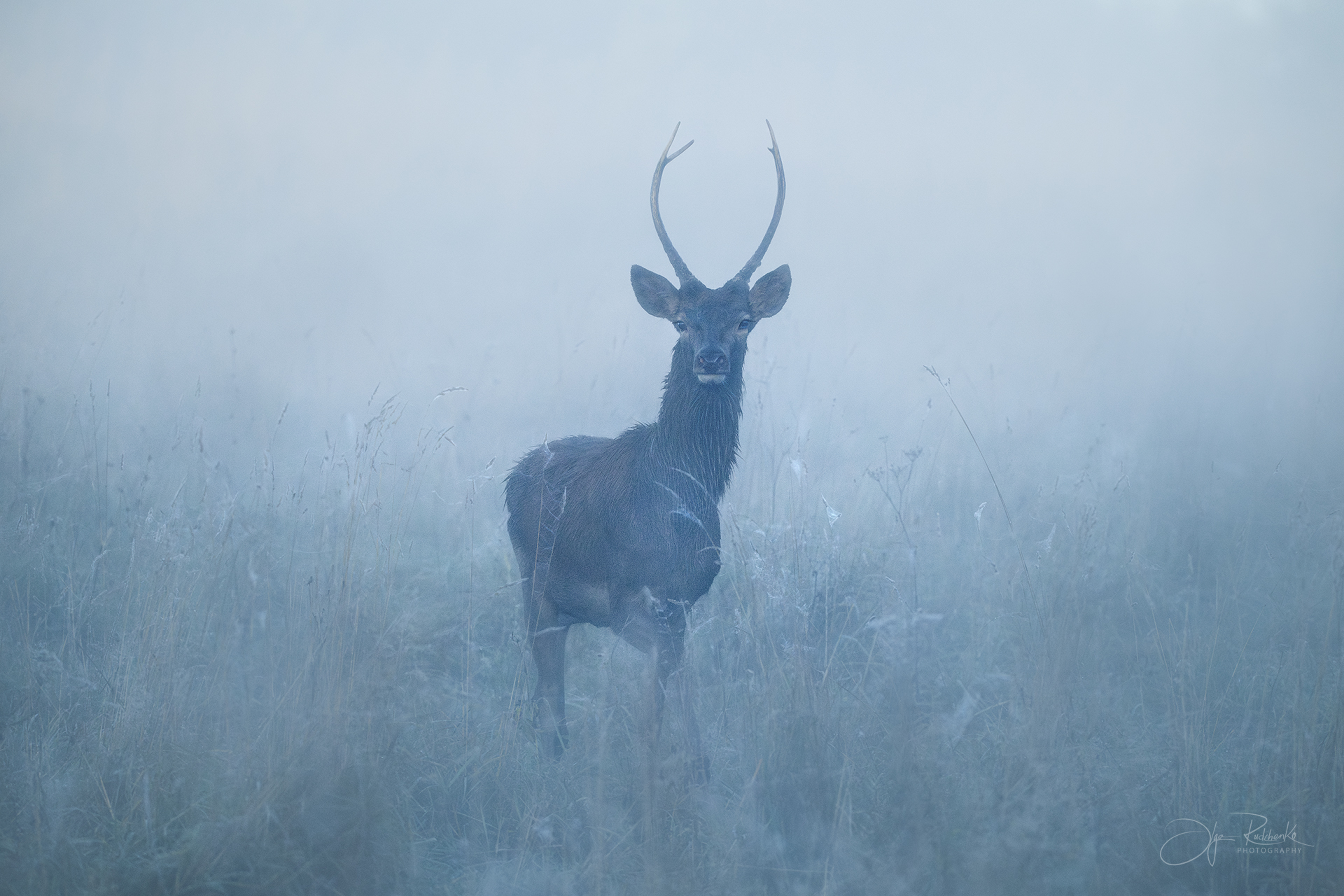 "Утренние грезы"