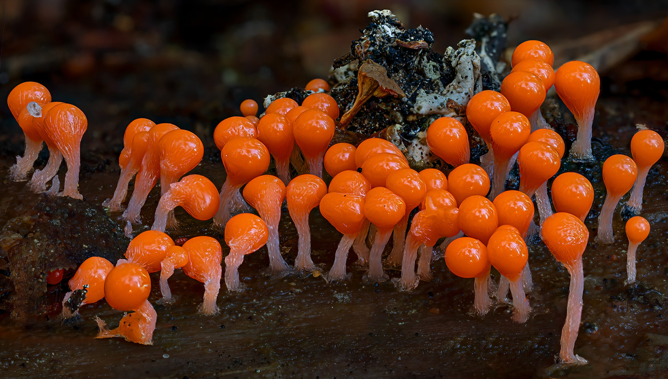 Hemitrichia decipiens