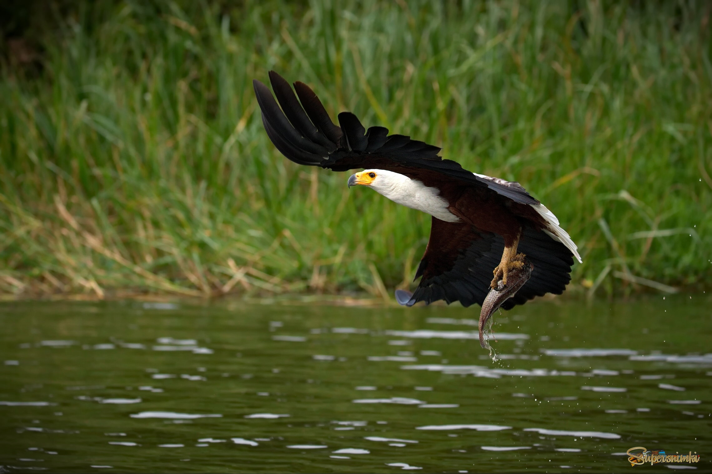 Оправдывая свое название