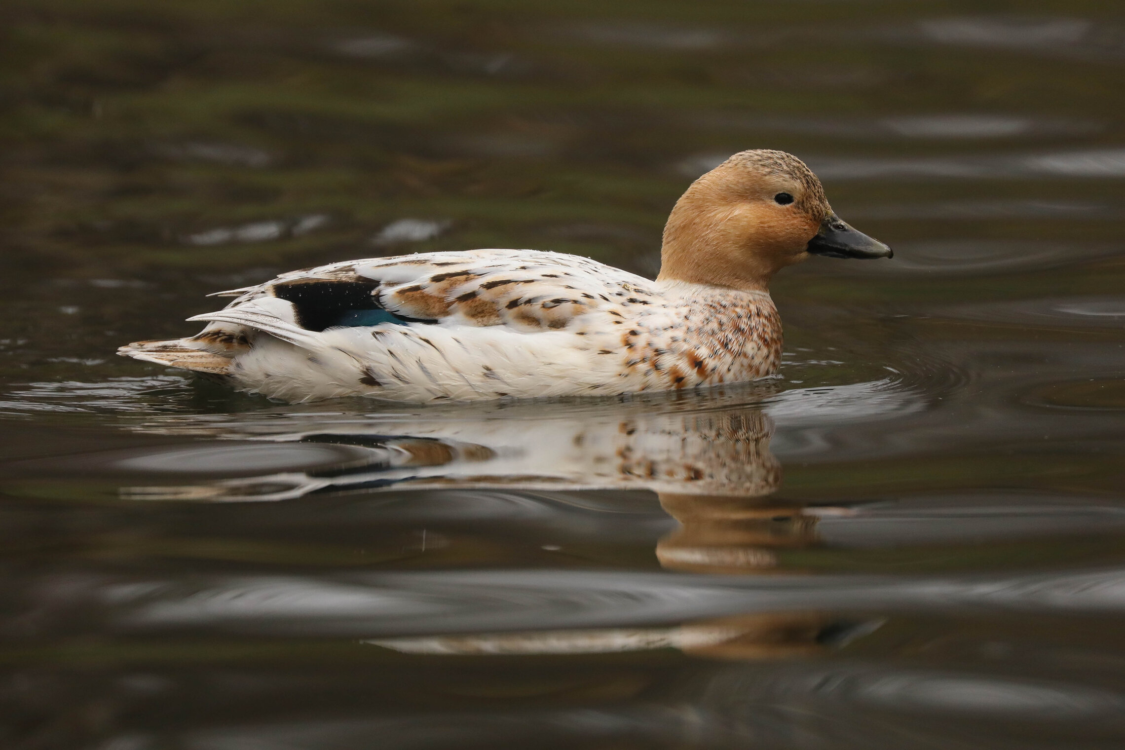 Гибридизация