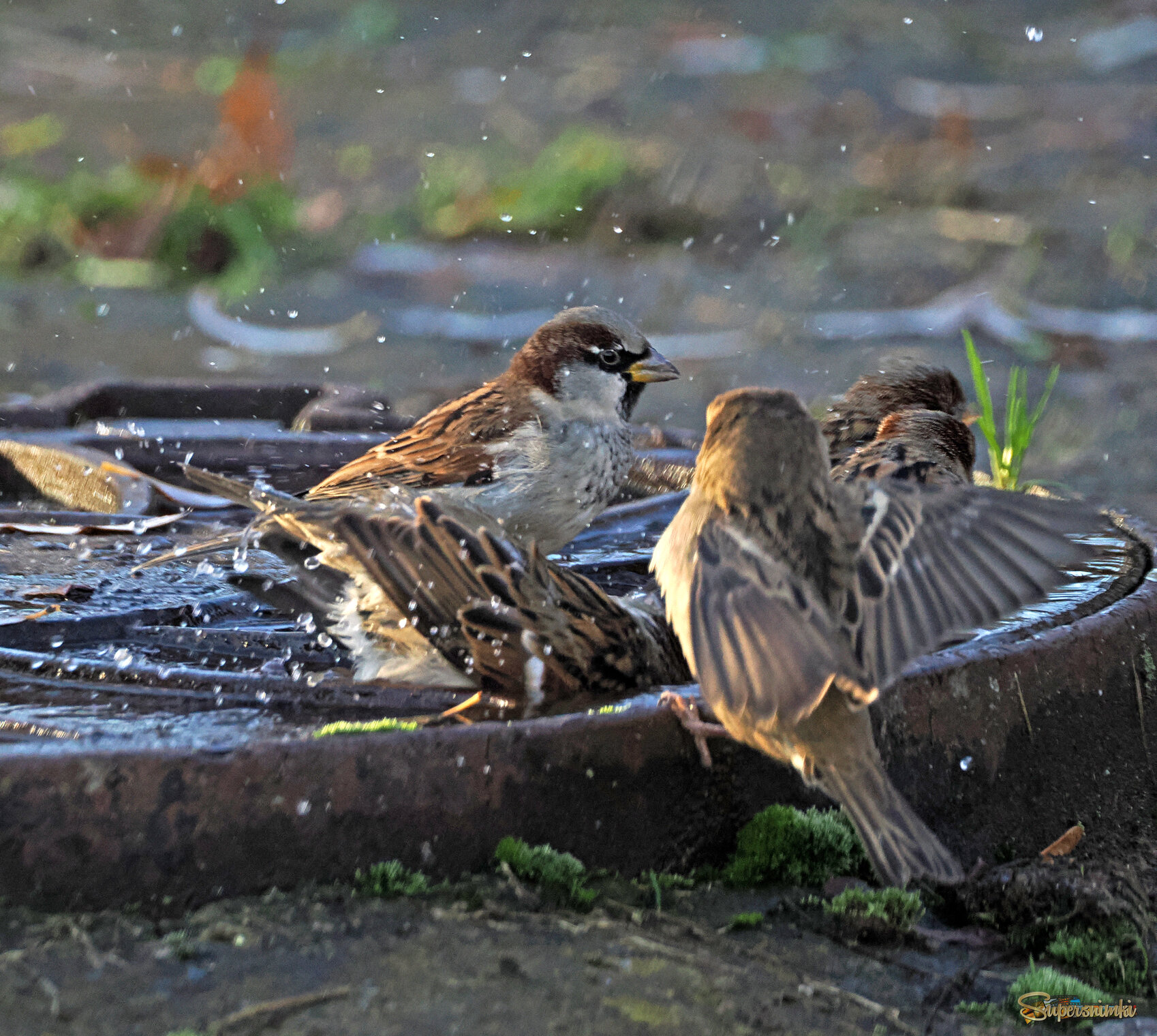 Водные процедуры.