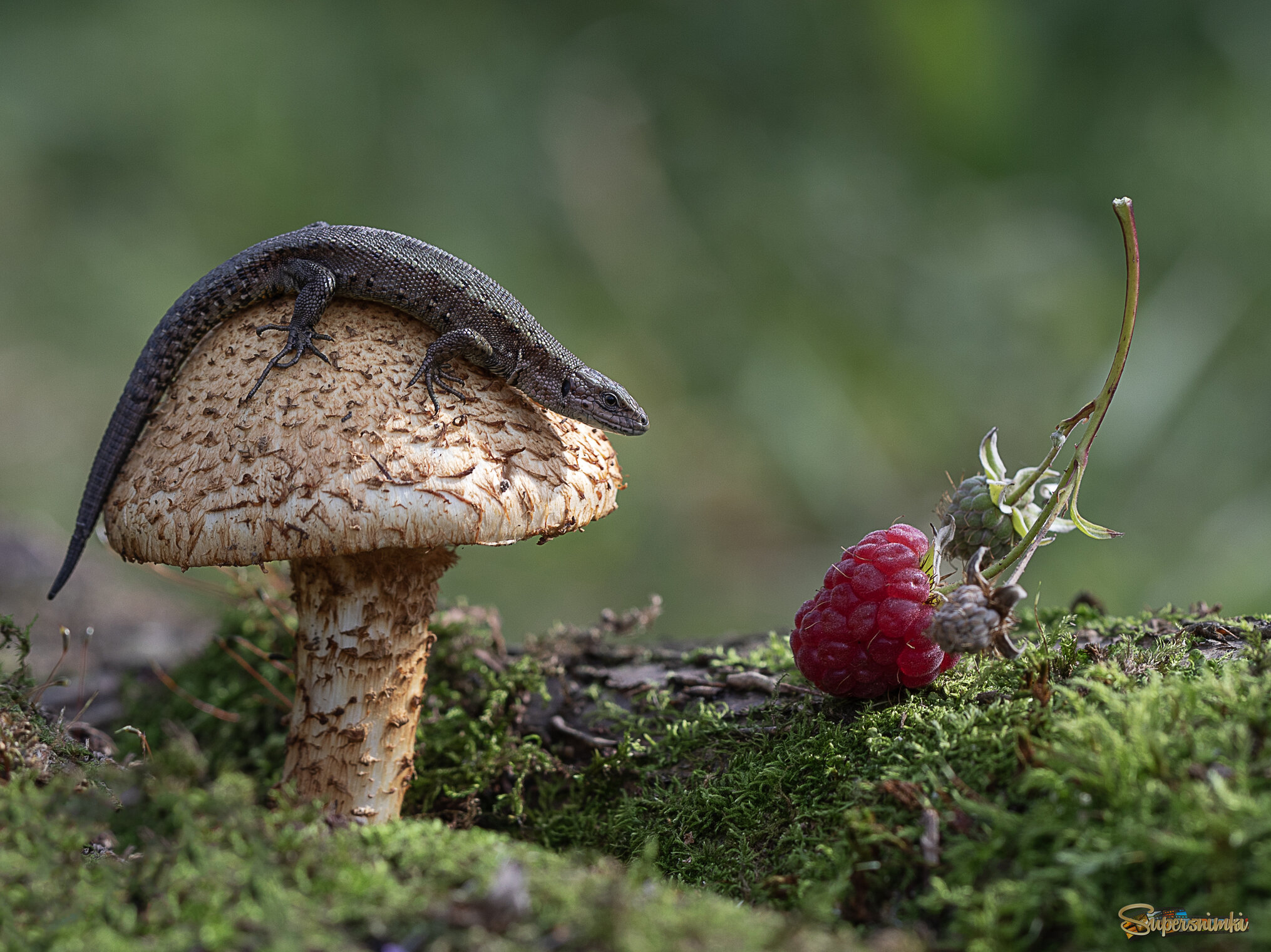 Ягода малина нас к себе манила:)