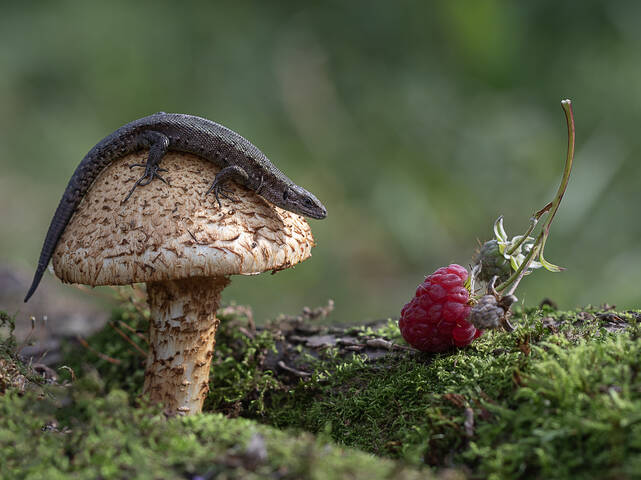 Ягода малина нас к себе манила:)