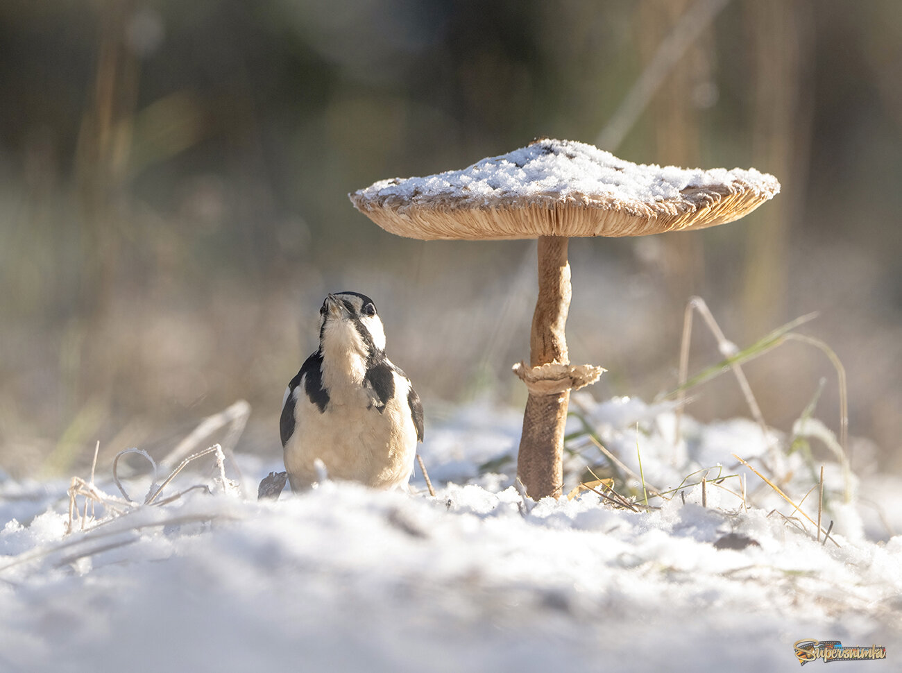 Картинка из леса