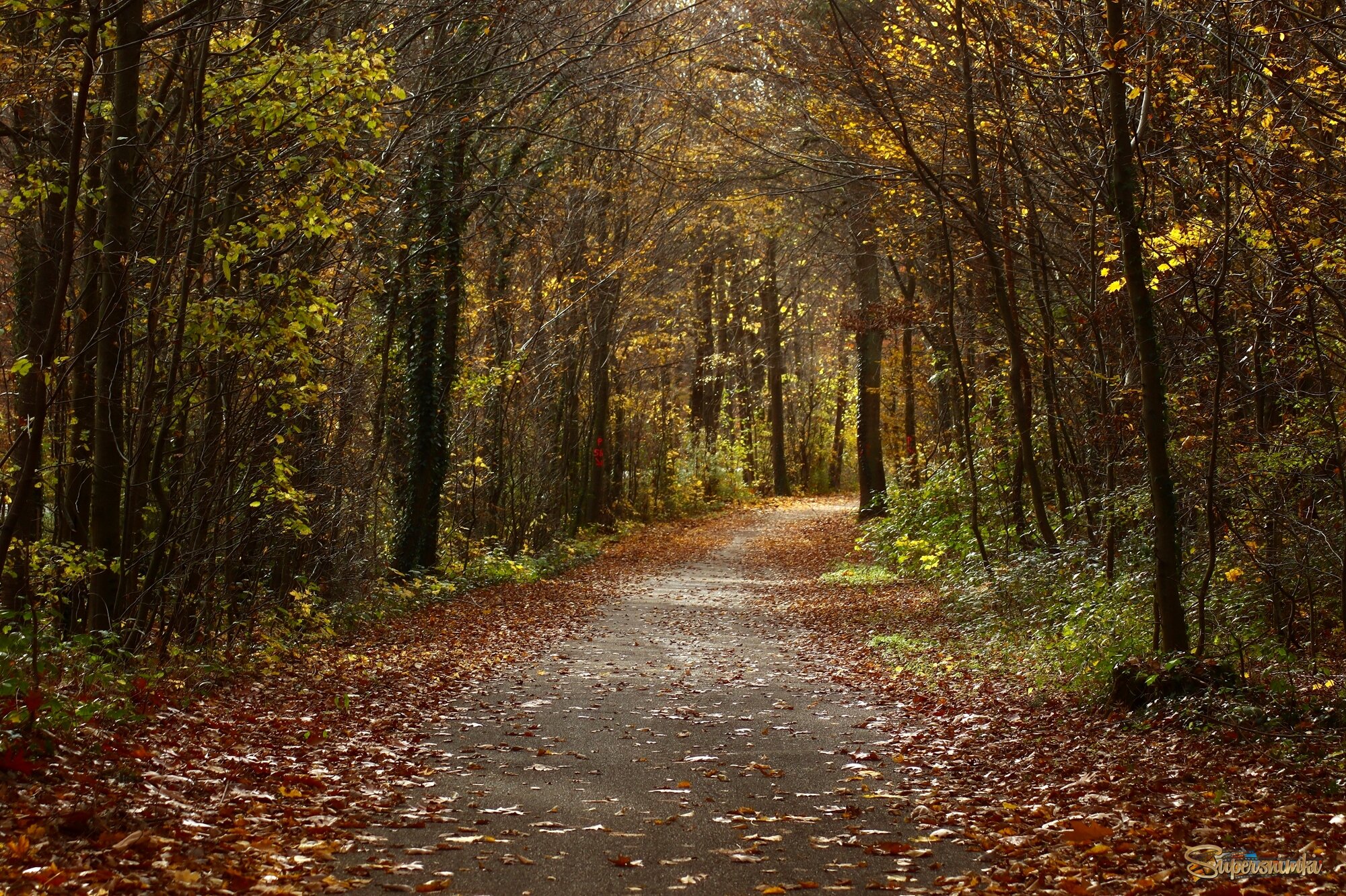 Лесные дорожки