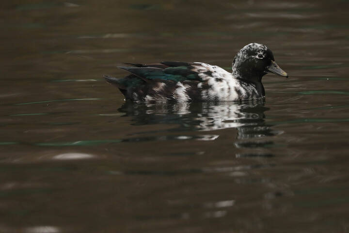 И снова о гибридах