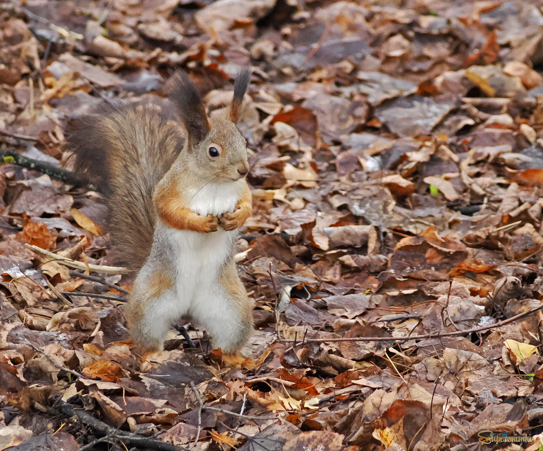 Обыкновенная белочка.