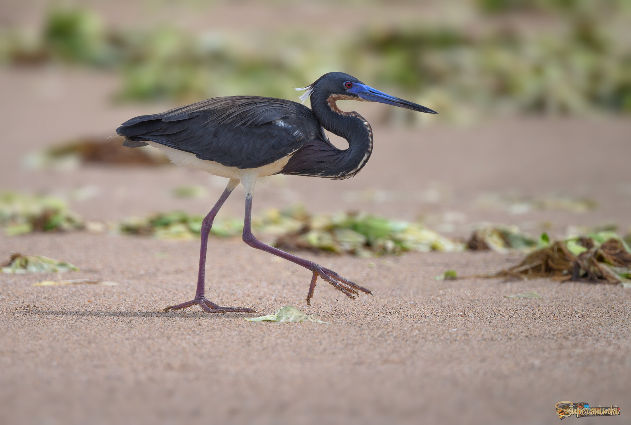 Tricolored Heron
