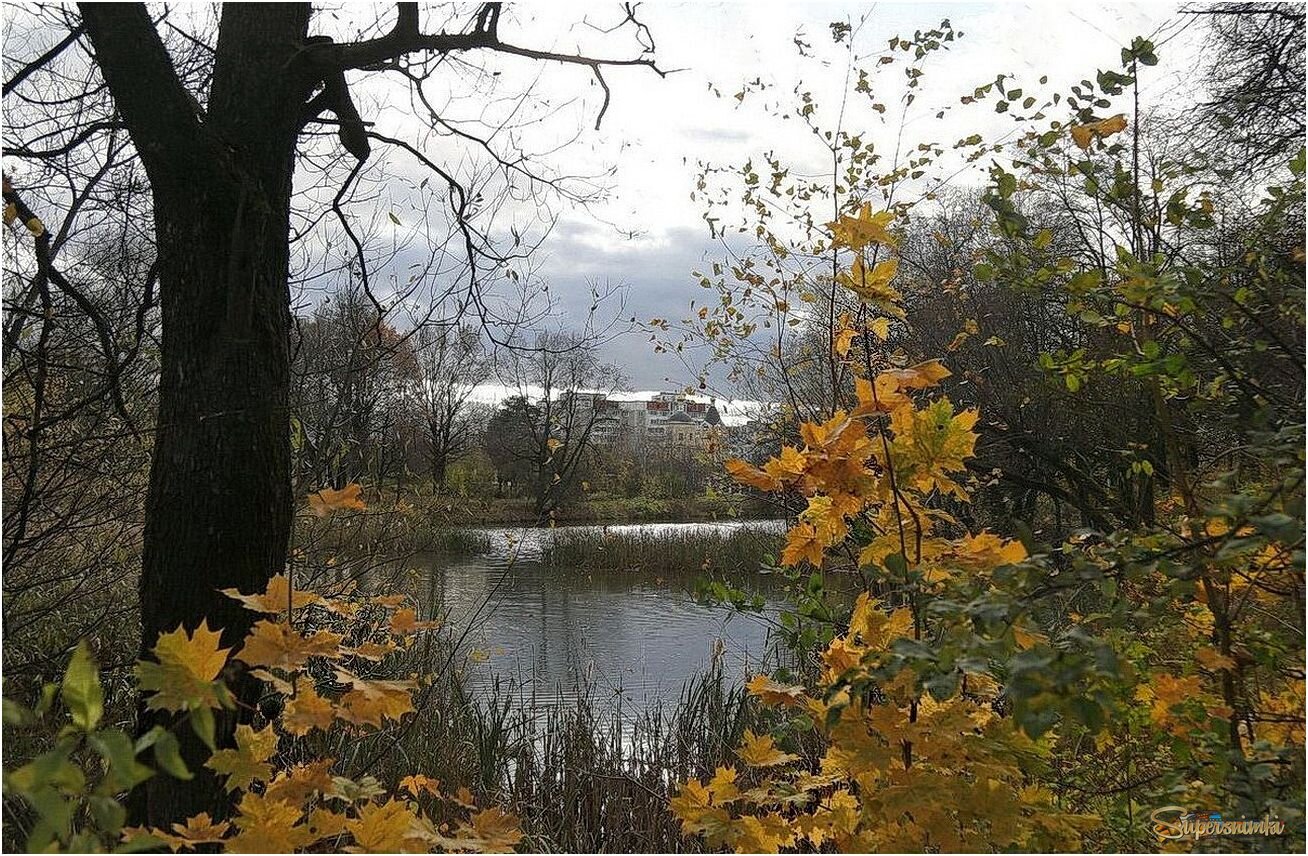 Кленовый ковер