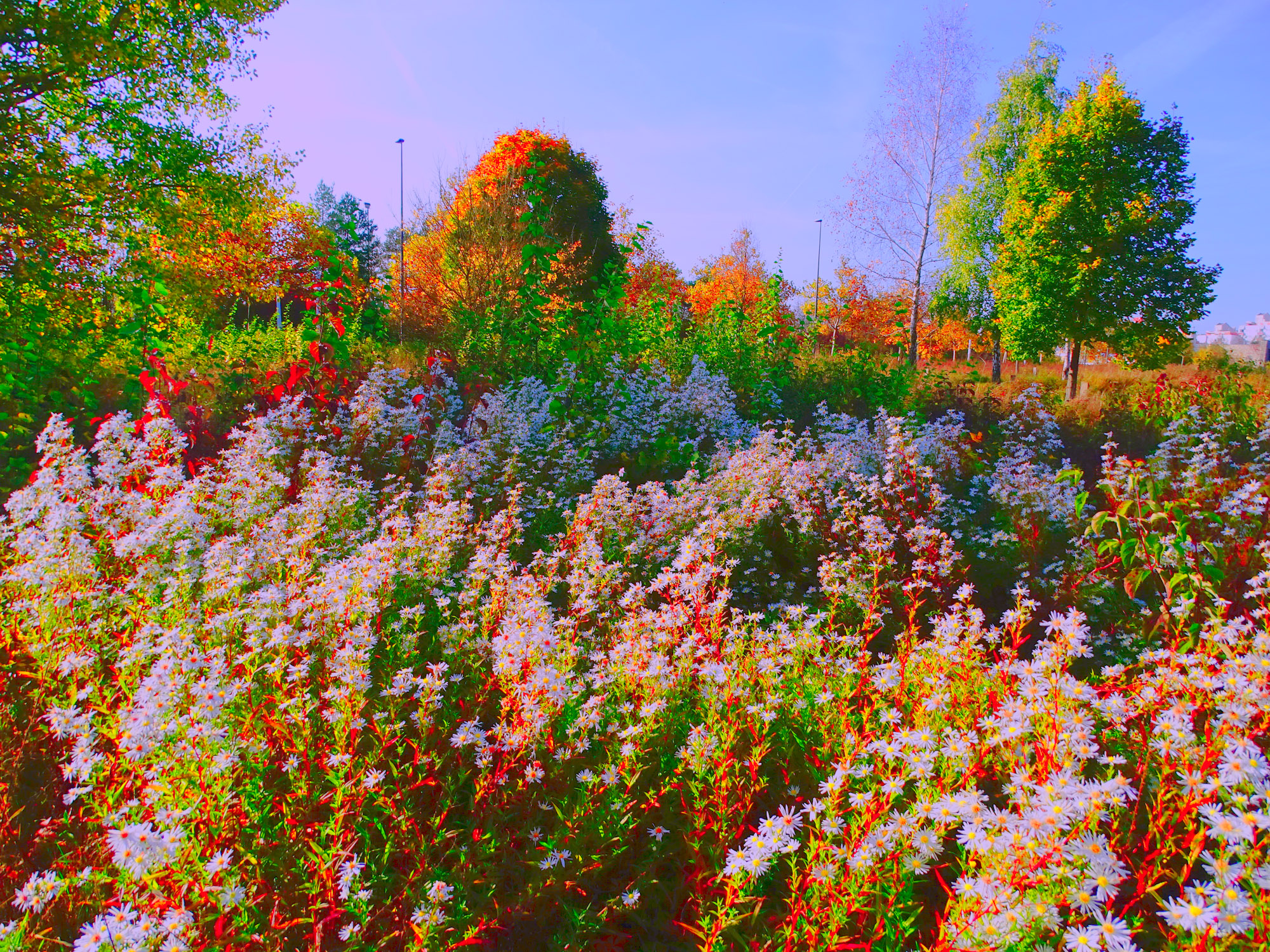 Цветы под солнцем.